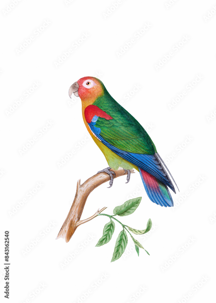 Colorful bird illustration. Orange-winged Amazon