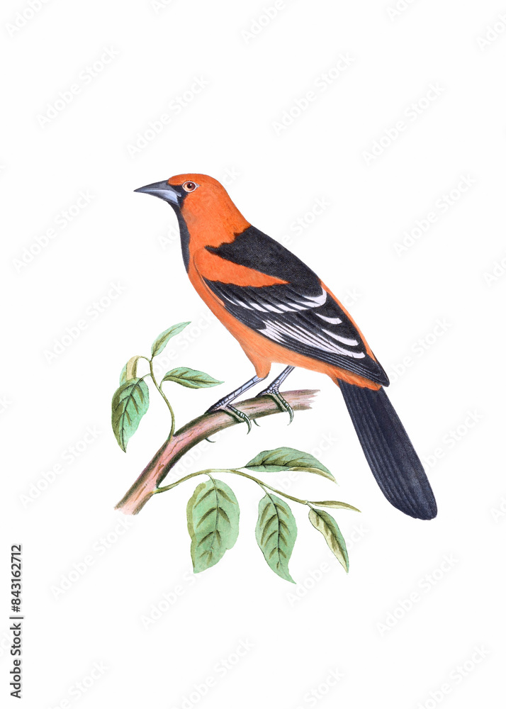 Colorful bird illustration. Yellow-breasted Chat