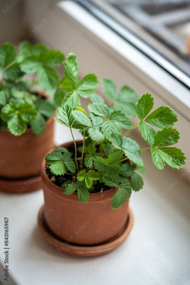Small Strawberry Fragaria seedlings in clay pots on windowsill at home, top view. Hobby, indoor gardening, growing fruits from seed concept Small Strawberry Fragaria seedlings in clay pots on windowsill at home, top view. Hobby, indoor gardening, growing fruits from seed concept
