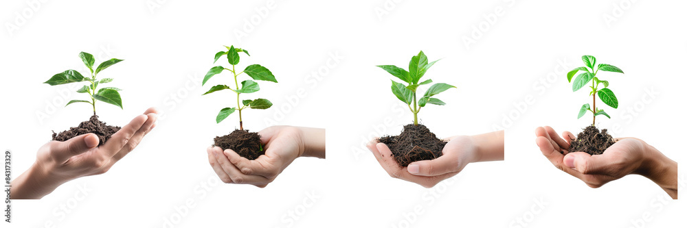 Set of hand holding a young plant isolated on a transparent background Set of hand holding a young plant isolated on a transparent background