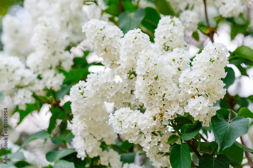 Beautiful white lilac flowers in nature. A branch of white lilac in the spring garden Beautiful white lilac flowers in nature. A branch of white lilac in the spring garden