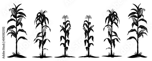 corn plant vector 