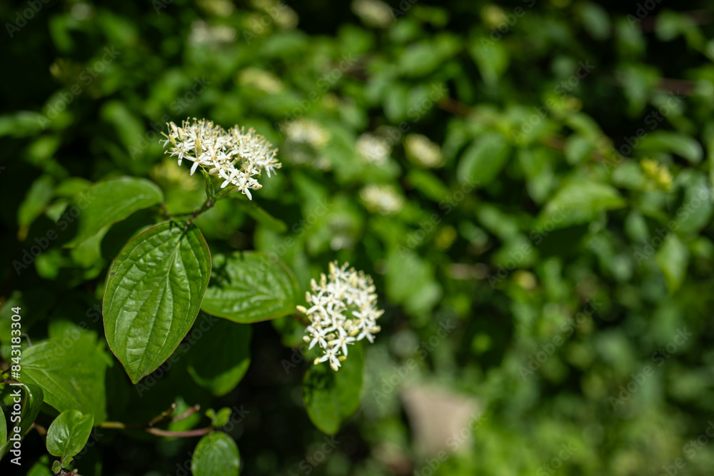 The white tiny flower of the blood itch. The white tiny flower of the blood itch.
