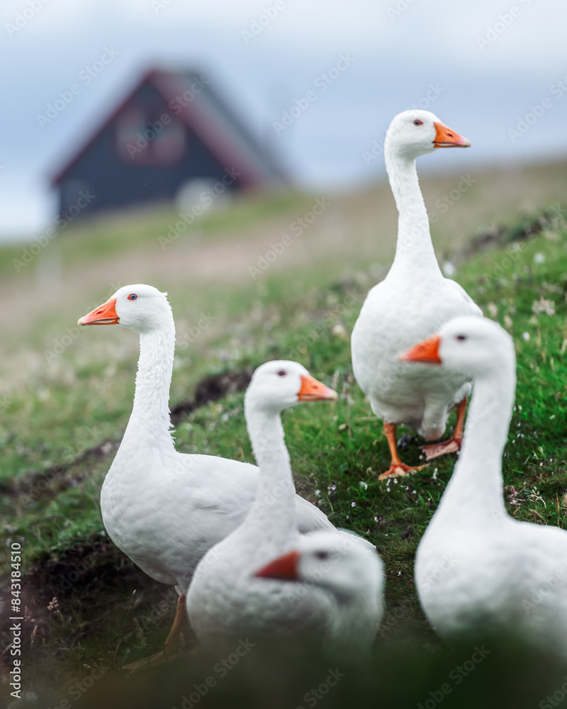White geese on pasture near black wooden house. Faroe islands, Denmark White geese on pasture near black wooden house. Faroe islands, Denmark