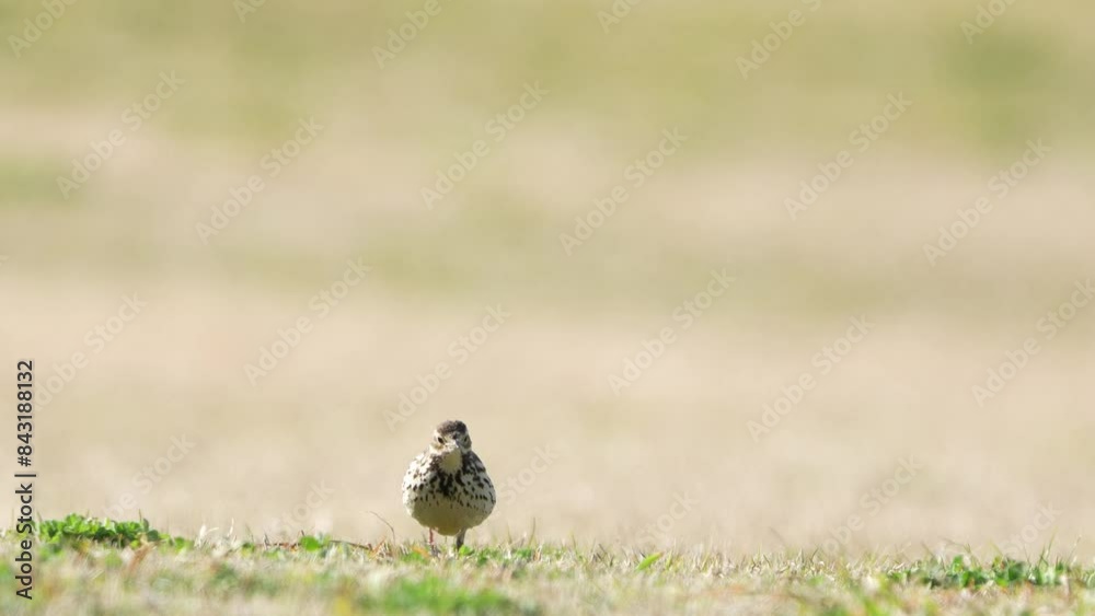 buff bellied pipit in a field buff bellied pipit in a field