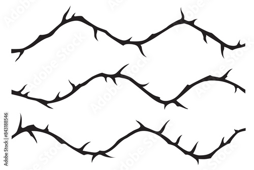 black crown of thorns image isolated on white background