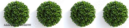 green boxwood bushes in different angles  

