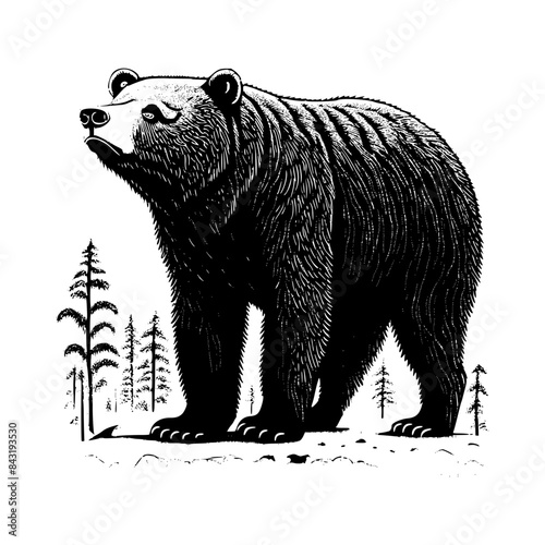 illustration of bear standing on the ground in style of linocut engraving, woodcut, black and white, white background.	