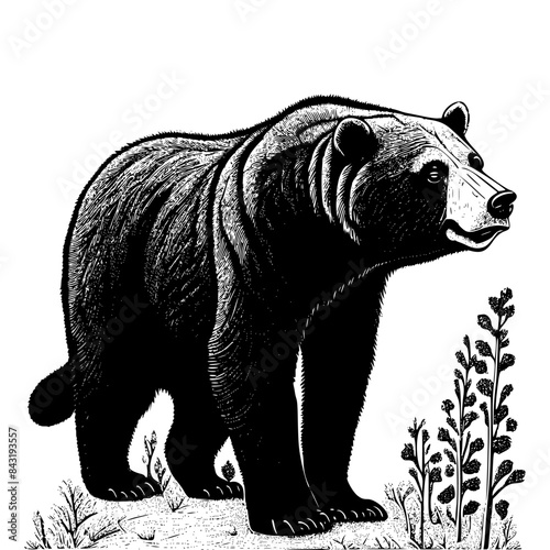illustration of bear standing on the ground in style of linocut engraving, woodcut, black and white, white background.	