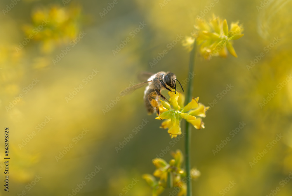 Detail of a honey bee among small, fragrant yellow genista flowers in the field Detail of a honey bee among small, fragrant yellow genista flowers in the field