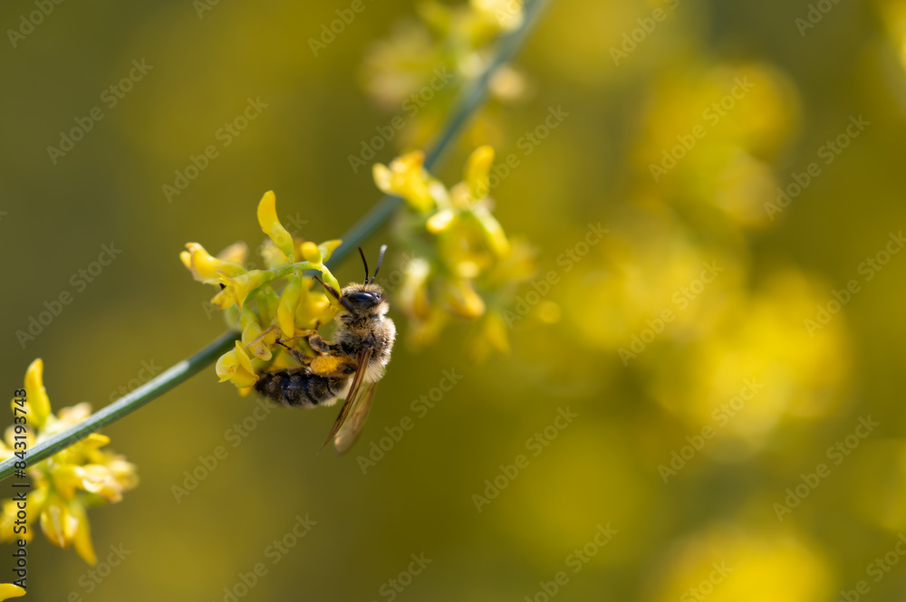 Detail of a honey bee among small, fragrant yellow genista flowers in the field Detail of a honey bee among small, fragrant yellow genista flowers in the field