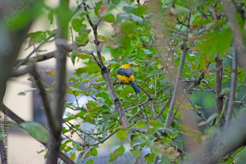 yellow and black bird