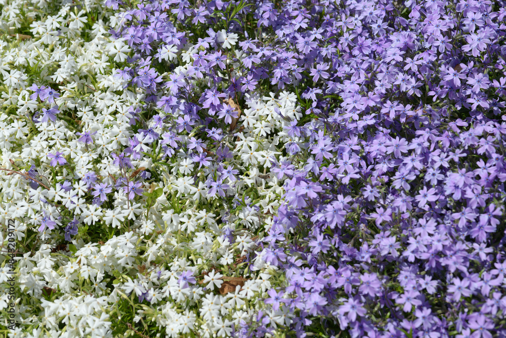 シバザクラ 花模様 シバザクラ 花模様