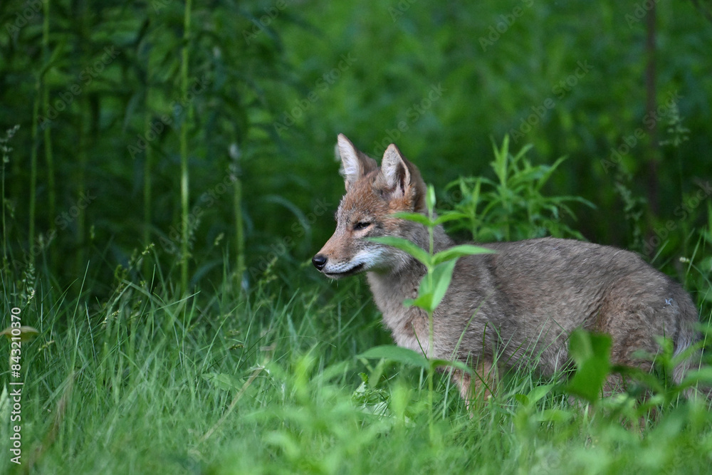 A cute young Coyote Cub explores a spring meadow along the edge of a forest in an urban park