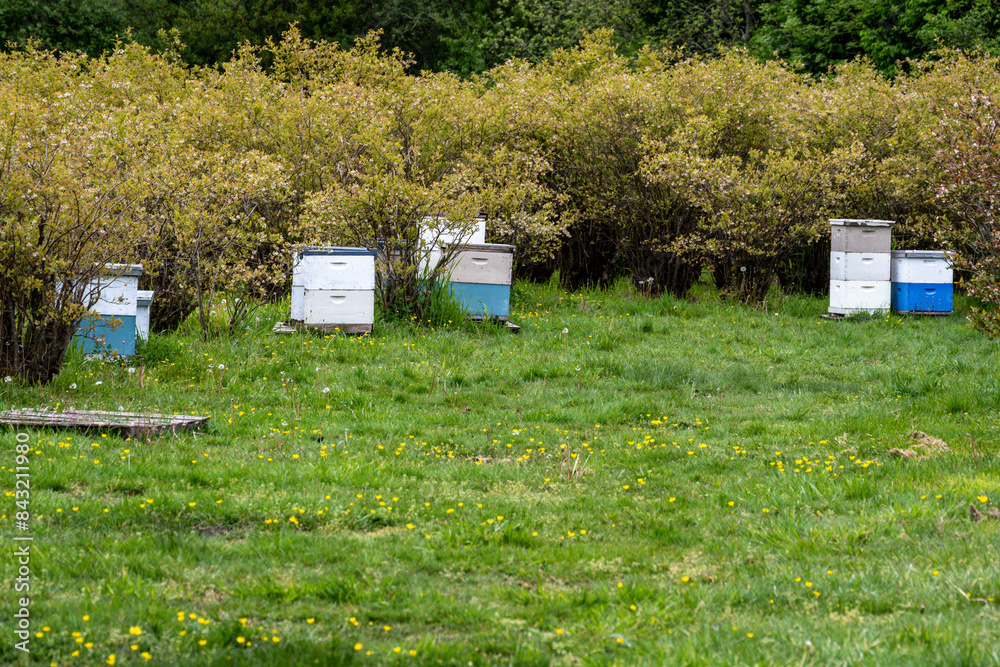 Symbiosis in nature, bee hive boxes, apiary, in a blueberry farm field with bushes in full bloom, bees pollinating the plants while feeding to produce honey
Symbiosis in nature, bee hive boxes, apiary, in a blueberry farm field with bushes in full bloom, bees pollinating the plants while feeding to produce honey