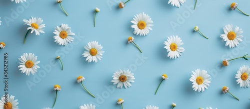 Arrangement of chamomile flowers in a flat lay style over a blue backdrop, highlighting a repeating pattern in a top-down perspective for spring and summer aesthetics.