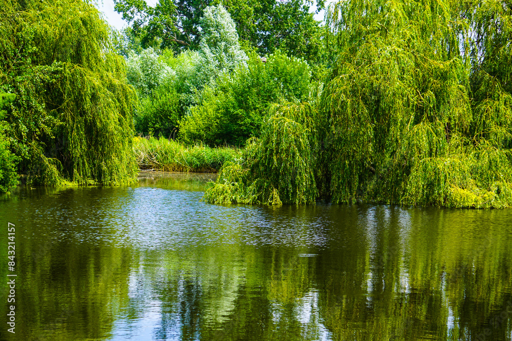 View of a pond during the summer