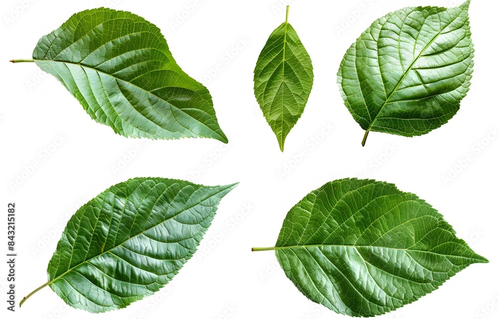 Green Fruit Tree Leaves in Various Angles on White Background 