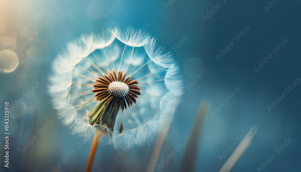 dandelion on blue backdrop, symbolizing freedom and wishes dandelion on blue backdrop, symbolizing freedom and wishes