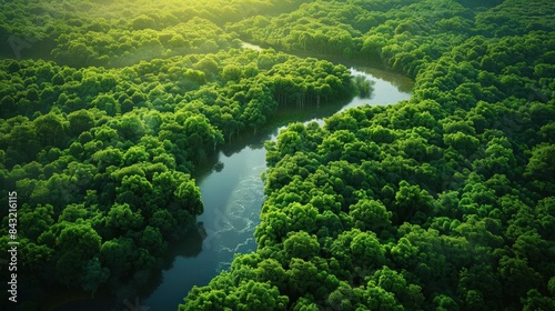 The lush green canopy of the Amazon rainforest is broken up by a winding river. The river is a vital source of water for the plants and animals that live in the rainforest.