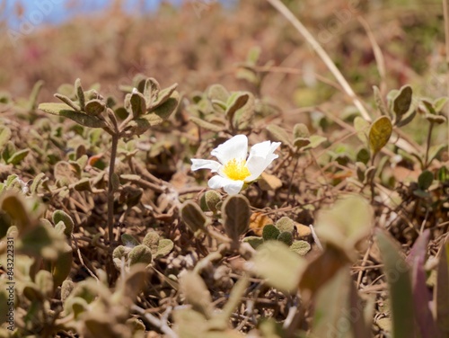 Flowers of the sage-leaved rock-rose, salvia cistus or Gallipoli rose (Cistus salviifolius). Near the Cape Roca (Cabo da Roca), the westernmost point of mainland Portugal and continental Europe photo