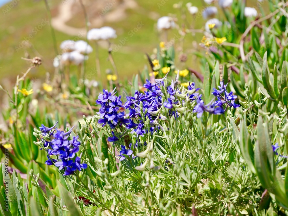 Flowering larkspur (Delphinium verdunense) at the coast from Cape Roca (Cabo da Roca), the westernmost point of the Sintra Mountain Range, of mainland Portugal and continental Europe Flowering larkspur (Delphinium verdunense) at the coast from Cape Roca (Cabo da Roca), the westernmost point of the Sintra Mountain Range, of mainland Portugal and continental Europe