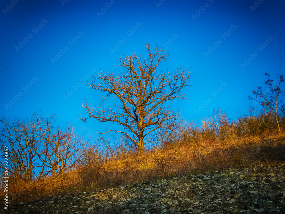Fototapeta premium Bare tree on the hill