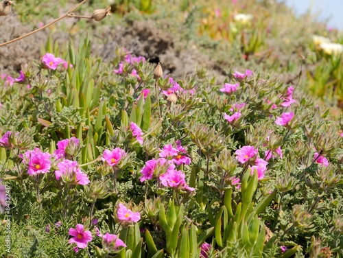 Flowering of the pink rock-rose or hoary rock-rose (Cistus creticus). Near the Cape Roca (Cabo da Roca), the westernmost point of mainland Portugal and continental Europe photo