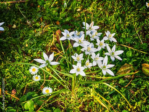 Ornithogalum umbellatum wild photo