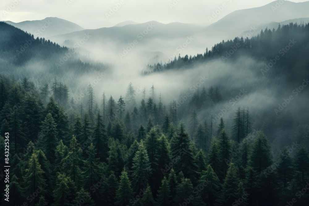 fog on pine forest landscape view fog on pine forest landscape view