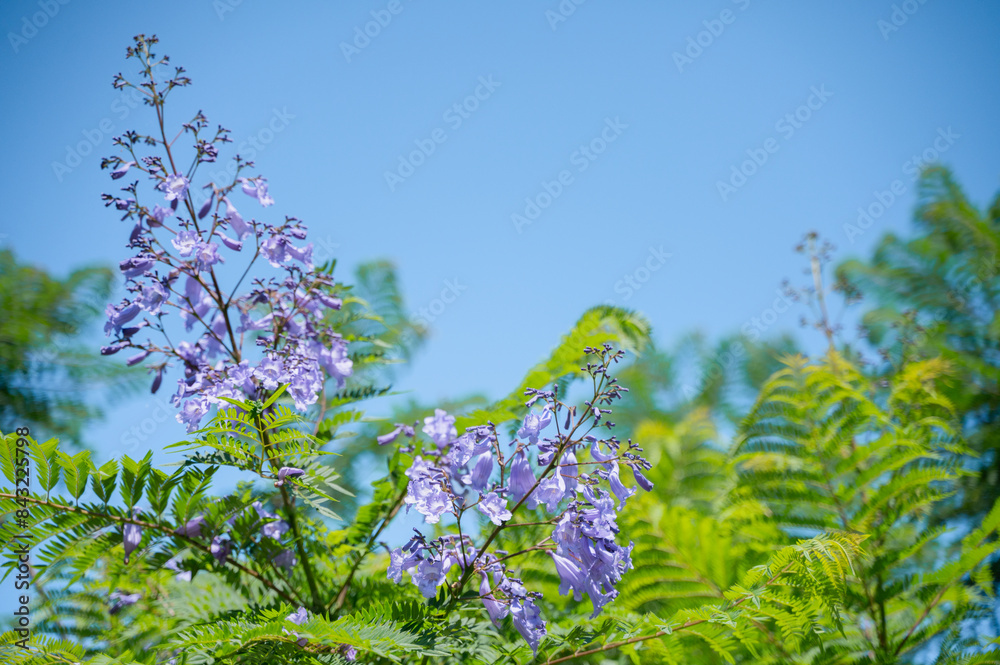 世界三大花木」の写真素材 | 82件の無料イラスト画像 | Adobe Stock