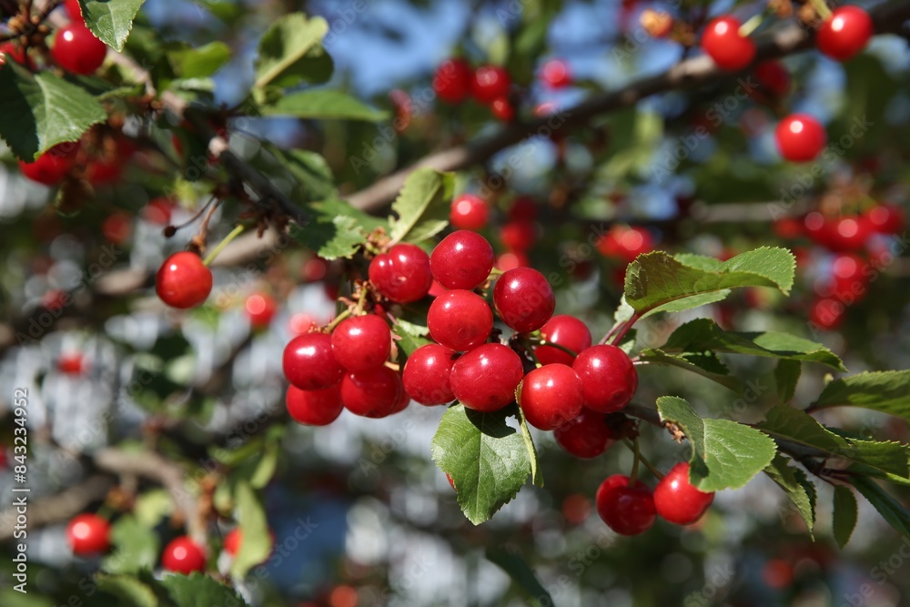 Cherry tree with ripe red berries outdoors, closeup Cherry tree with ripe red berries outdoors, closeup