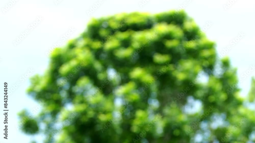 Blurred Tree is moving by wind , in the morning Chiangmai Thailand. Blurred Tree is moving by wind , in the morning Chiangmai Thailand.