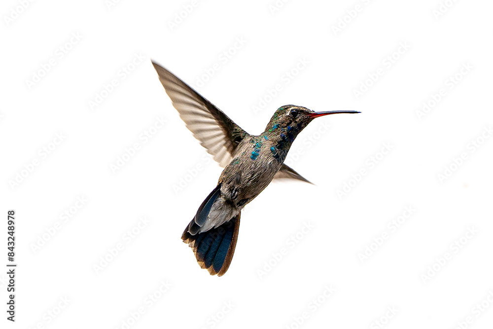Broad-billed hummingbird (Cynanthus latirostris) in flight Broad-billed hummingbird (Cynanthus latirostris) in flight
