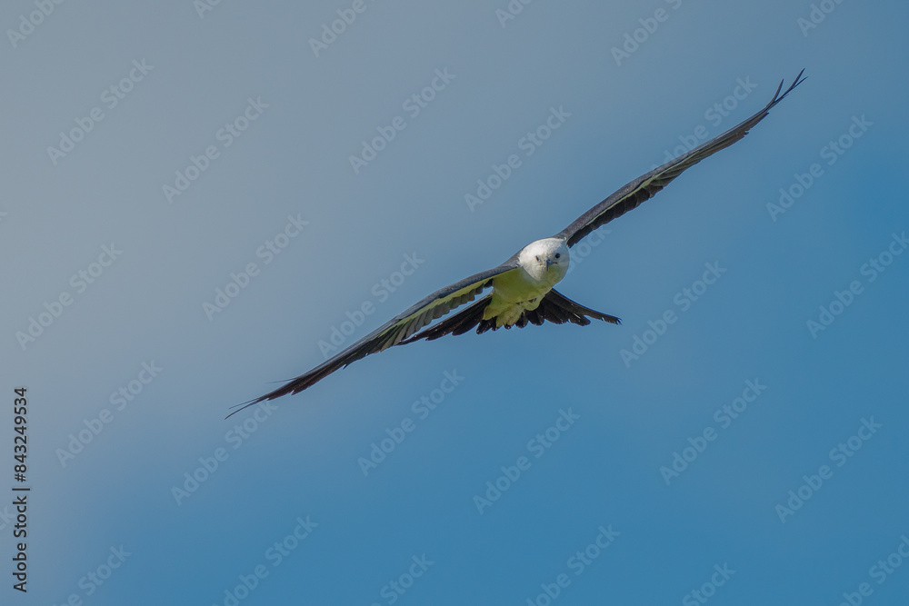 Fototapeta premium Swallow-tailed Kite in flight