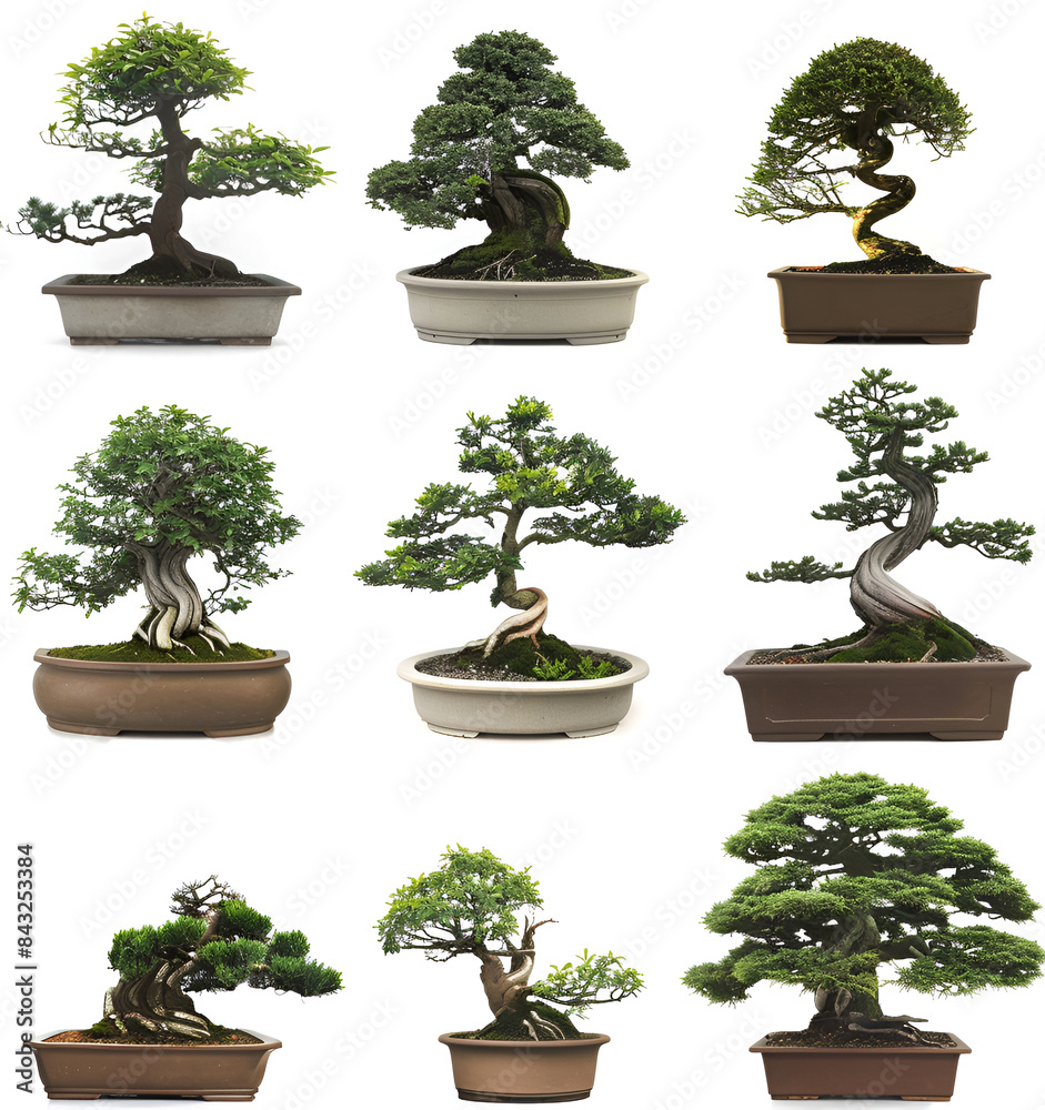 Bonsai tree isolated on white background Bonsai tree isolated on white background