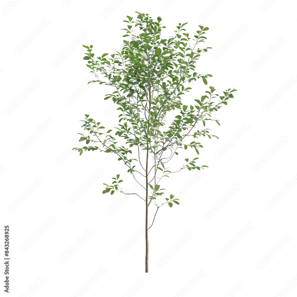 A tree with green leaves is standing on a white background A tree with green leaves is standing on a white background