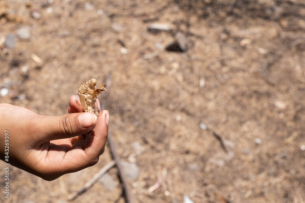 Obraz premium Insecto chiicharra mudando piel, secas