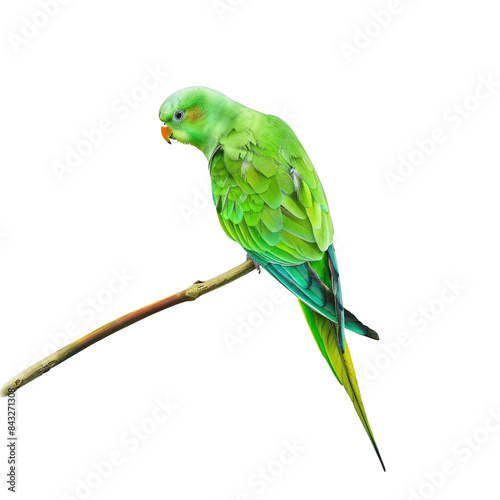 A green parrot is perched on a branch photo