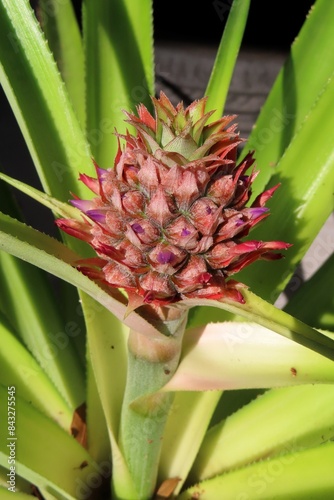 Beautiful pineapple flower on green leaves background, closeup