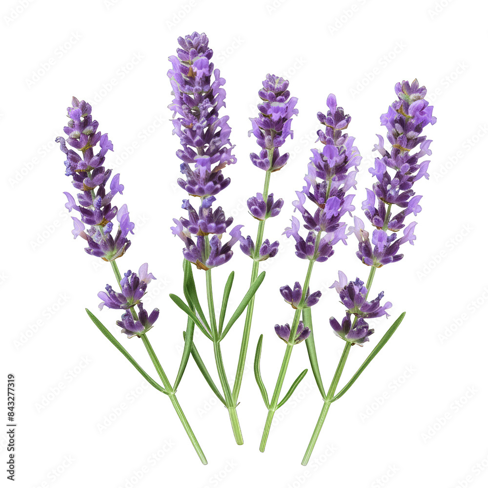 Fototapeta premium A bunch of purple lavender flowers are arranged in a row