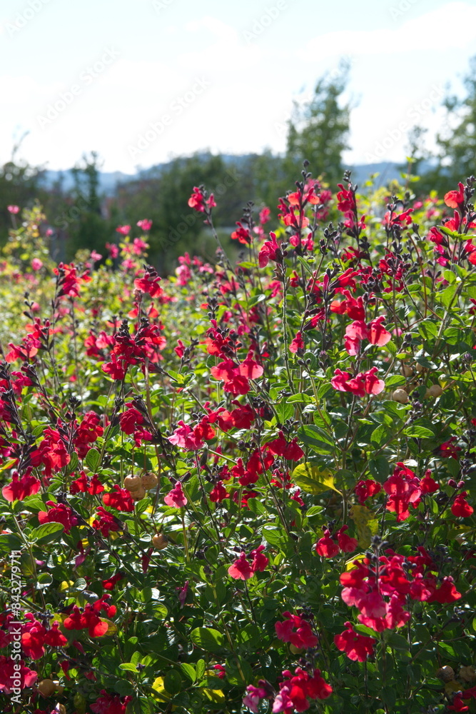 Baby sage, Graham's sage, blackcurrant sage, Red autumn sage, Salvia microphylla Baby sage, Graham's sage, blackcurrant sage, Red autumn sage, Salvia microphylla