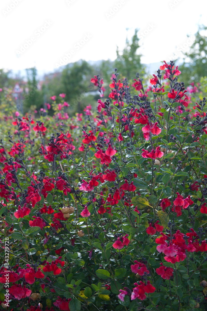 Baby sage, Graham's sage, blackcurrant sage, Red autumn sage, Salvia microphylla Baby sage, Graham's sage, blackcurrant sage, Red autumn sage, Salvia microphylla