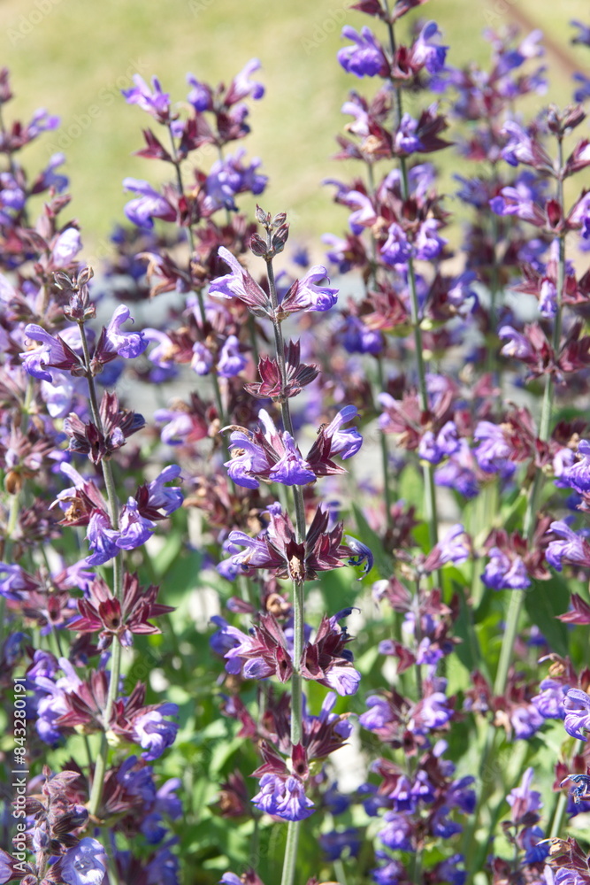 Obraz premium Blossom of salvia officinalis (sage, also called garden sage, common sage) 