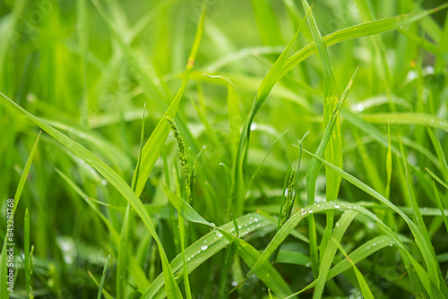 Dew on the blades of green grass.