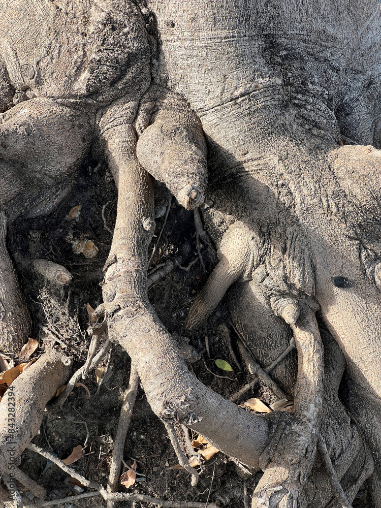 Fototapeta premium root tree in the park