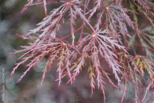 Closeup of the tiny red leaves of Threadleaf Japanese maple 'Inaba-Shidare' tree photo