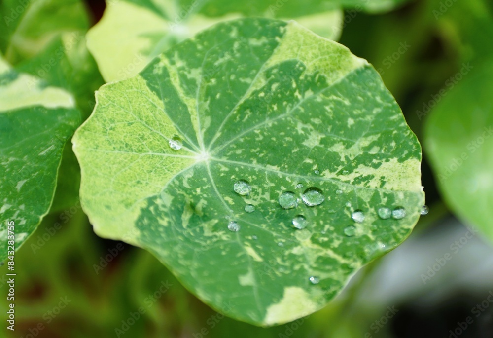 Closeup of the white and green variegated leaf of Nasturtium Tip Top Alaska with raindrops Closeup of the white and green variegated leaf of Nasturtium Tip Top Alaska with raindrops