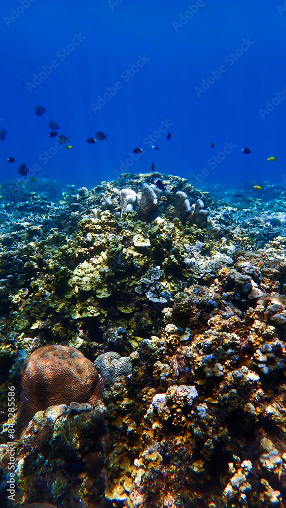 Fototapeta premium Underwater photo of a colorful coral reef off the coast of the island Bali in Indonesia.
