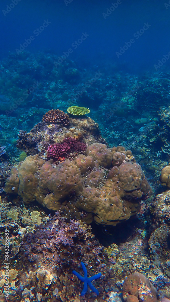 Fototapeta premium Underwater photo of a colorful coral reef off the coast of the island Bali in Indonesia.